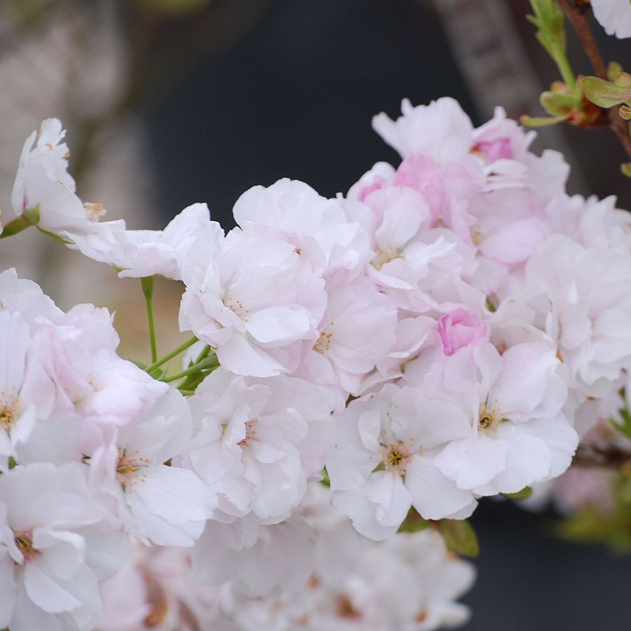 Oszlopos díszcseresznye Prunus serrulata 'Amanogawa'